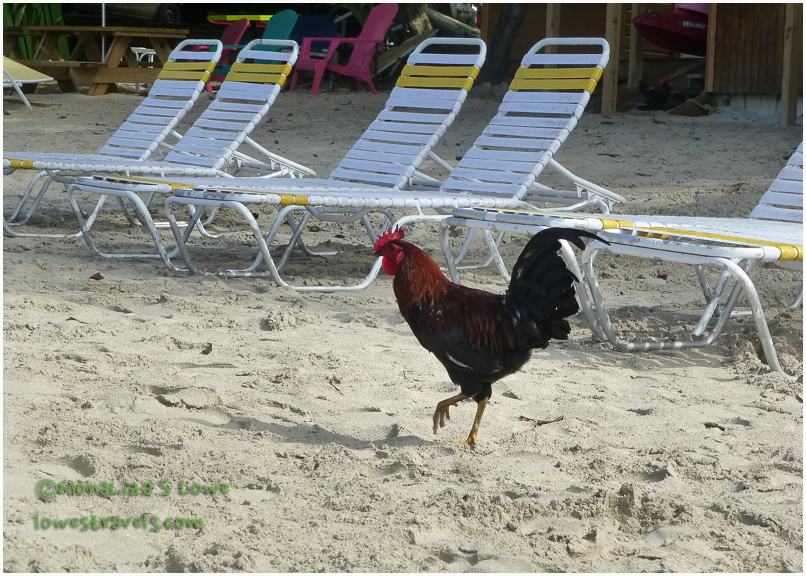 Cane sugar Beach, Tortola