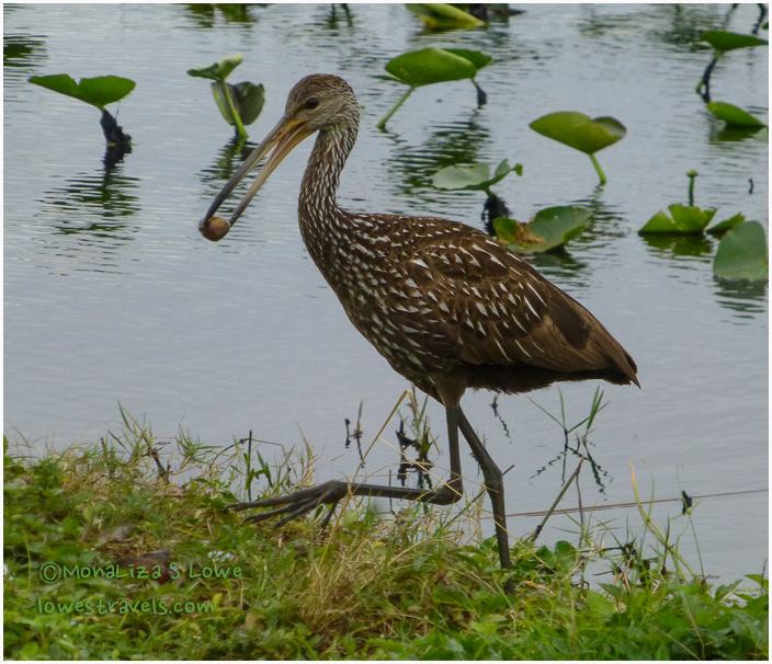 Limpkin