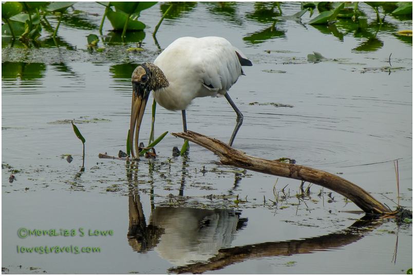 Wood Stork