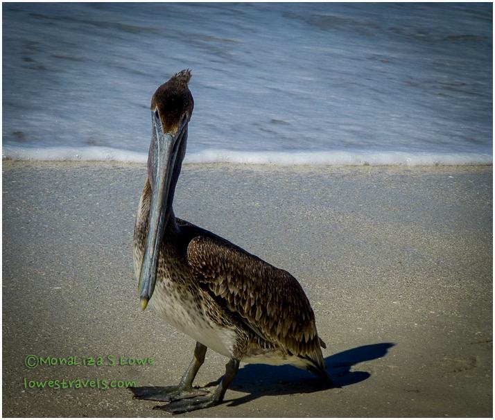 Brown Pelican