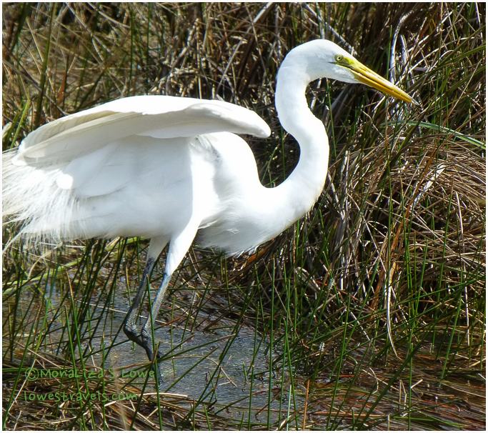 Great Egret