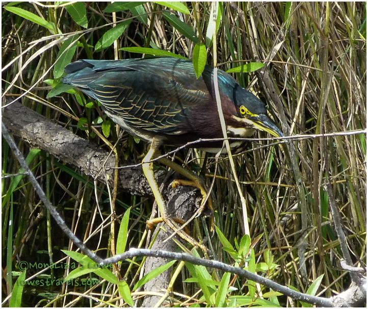 Green heron