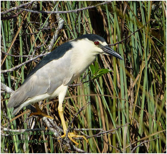 Black Crown Night Heron