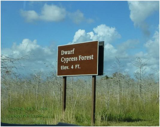 Dwarf Cypress Forest, Everglades