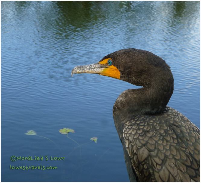 Double Crested Cormorant