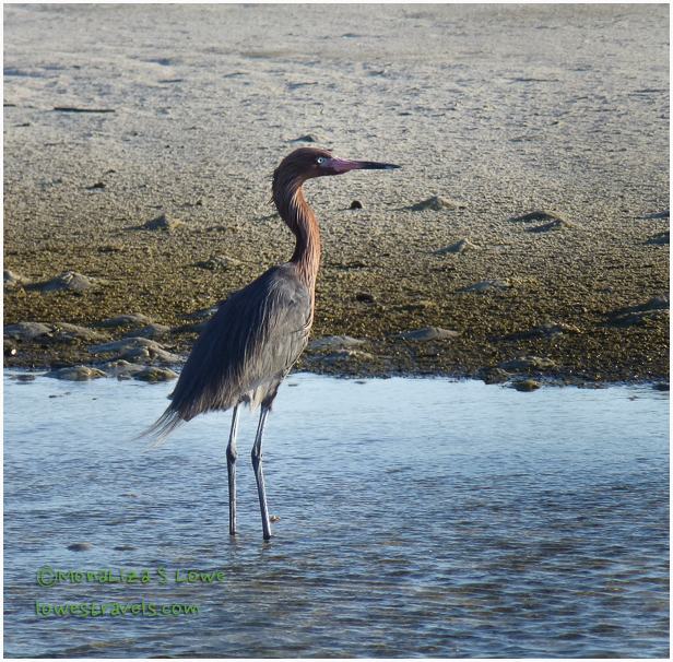 Reddish Egret