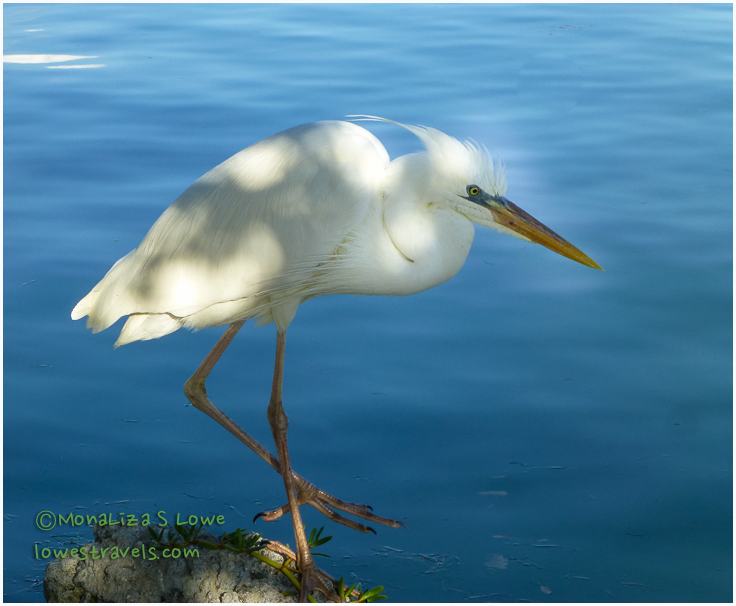 Great White Heron