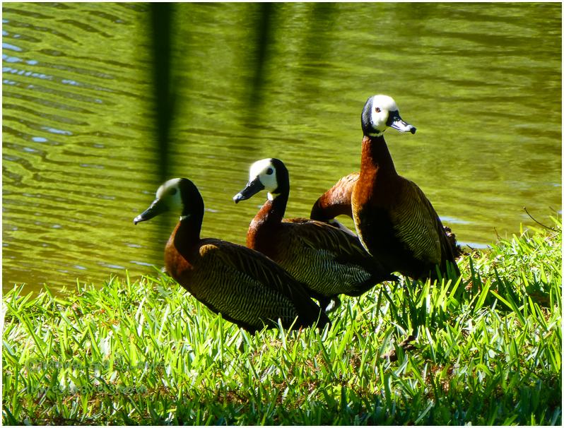 White-faced whistling duck