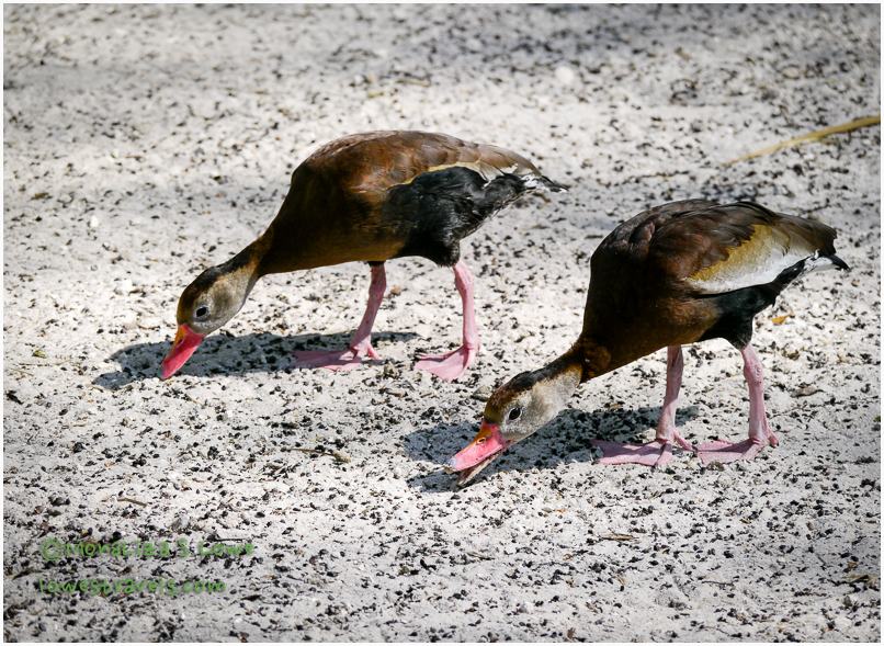 Black bellied whistling duck