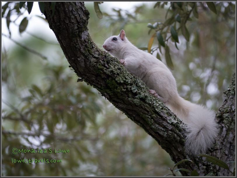 White Squirrel