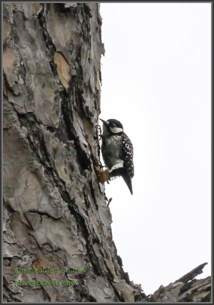 Red Cockaded Woodpecker