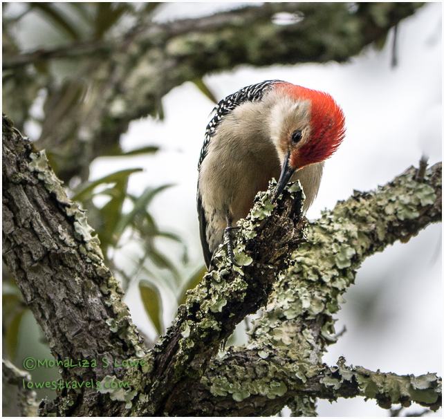 Red-bellied Woodpecker