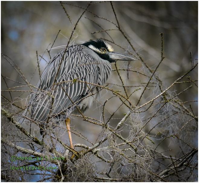 Yellow Crowned night Heron