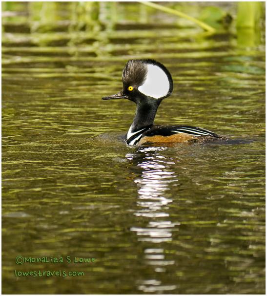 Male Hooded Merganser