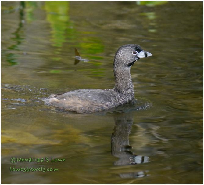 Pied Billed Grebe