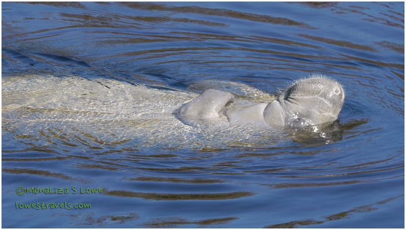 Manatee