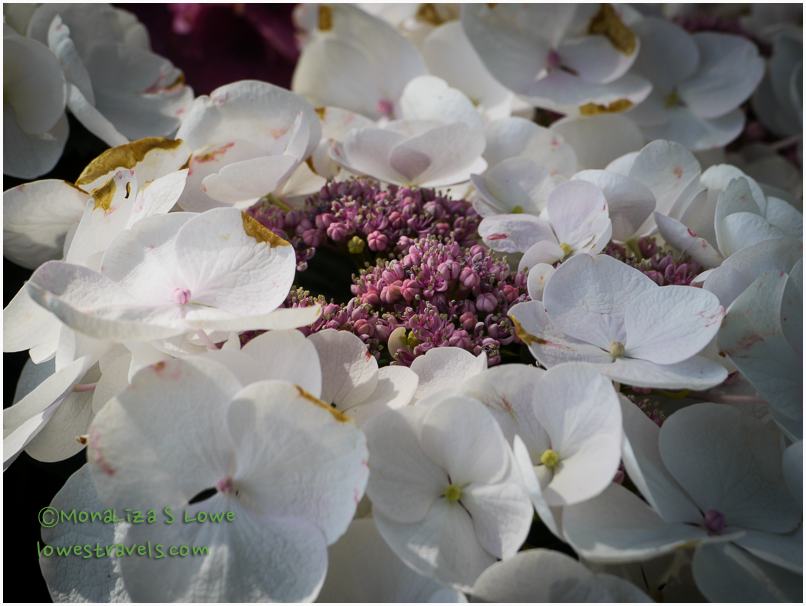 Lace Hydrangea