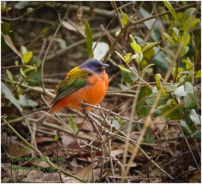 Painted Bunting