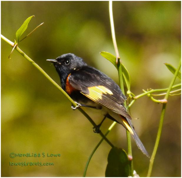 American Redstart