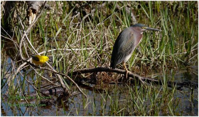 Green Heron and Prothonotary