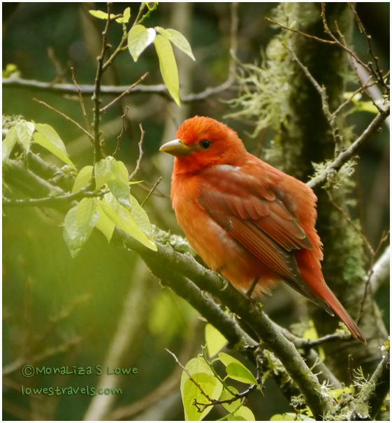 Summer Tanager