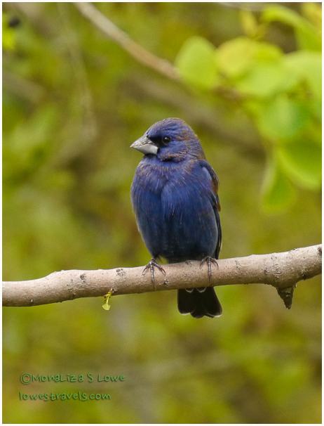Blue Grosbeak