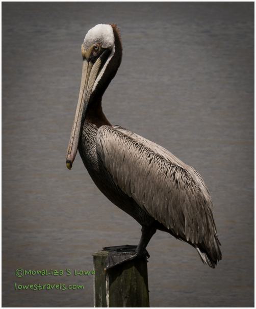 Enjoying and NOT enjoying Gulf Shores, AL