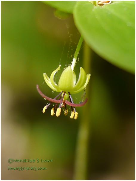 So much more to do – Great Smoky Mountains National Park