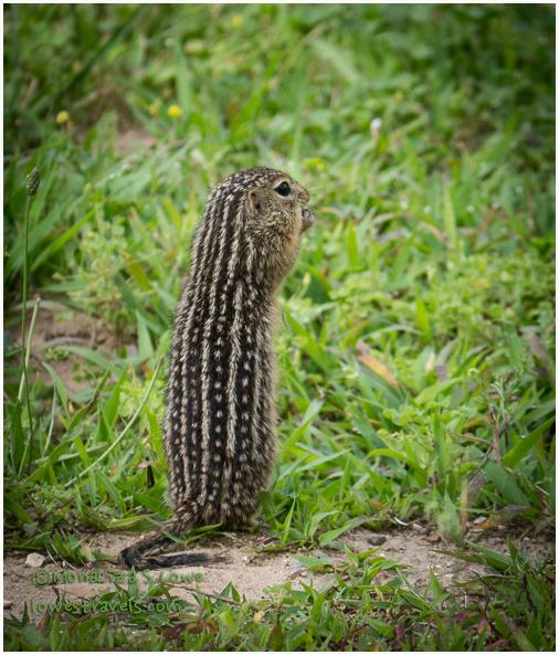 13 lined ground squirrel