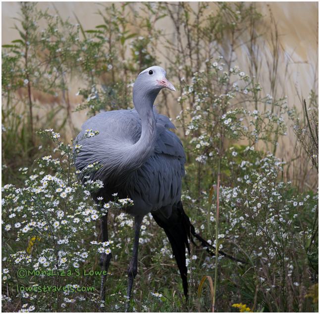 If you’re into Cranes, read on! – Baraboo, Wisconsin