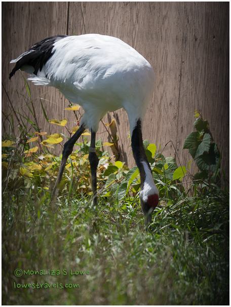 Red Crowned Crane