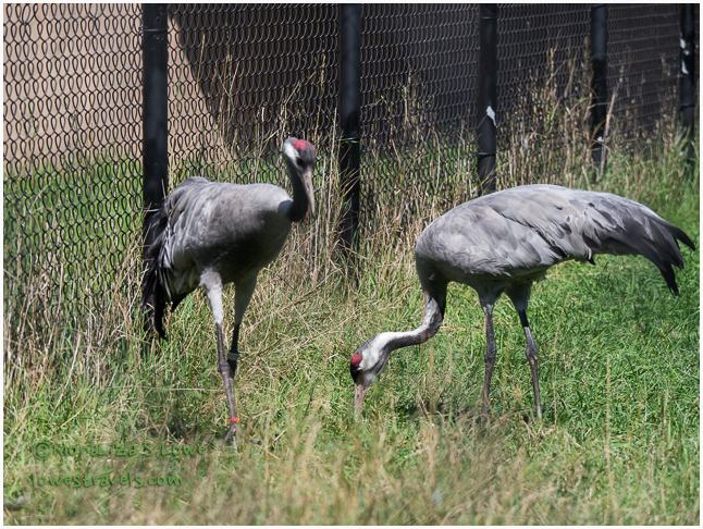 Eurasian Cranes