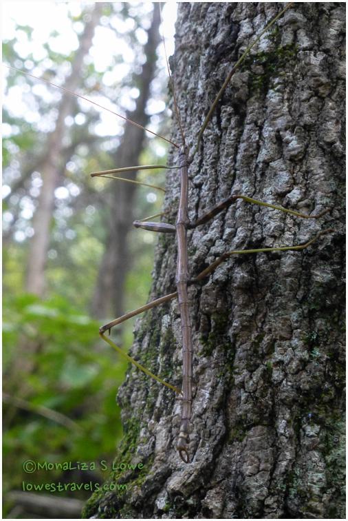 Stick Insect