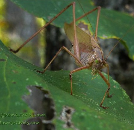 Grasshopper