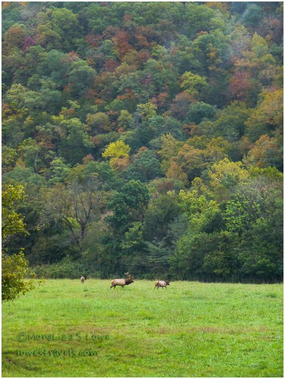 Elk at Boxley Valley, AR