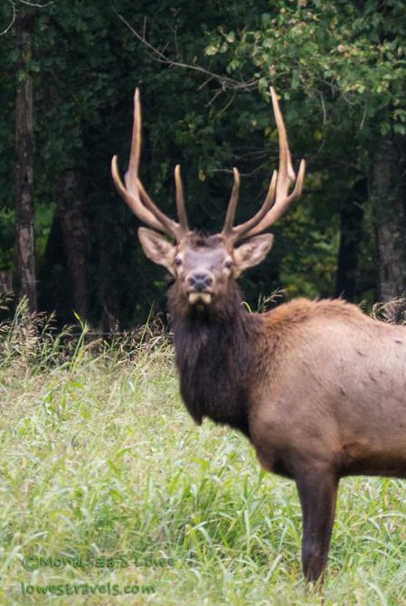 Bull Elk