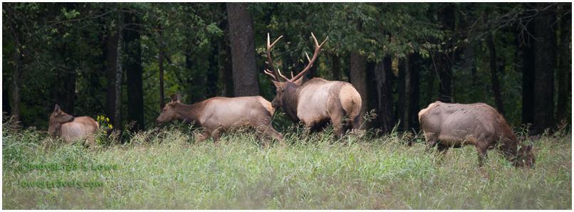 Bull Elk bugling