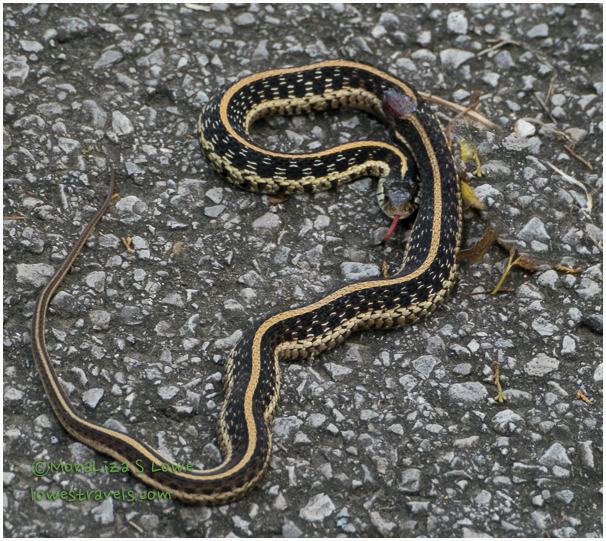 Snake on the street