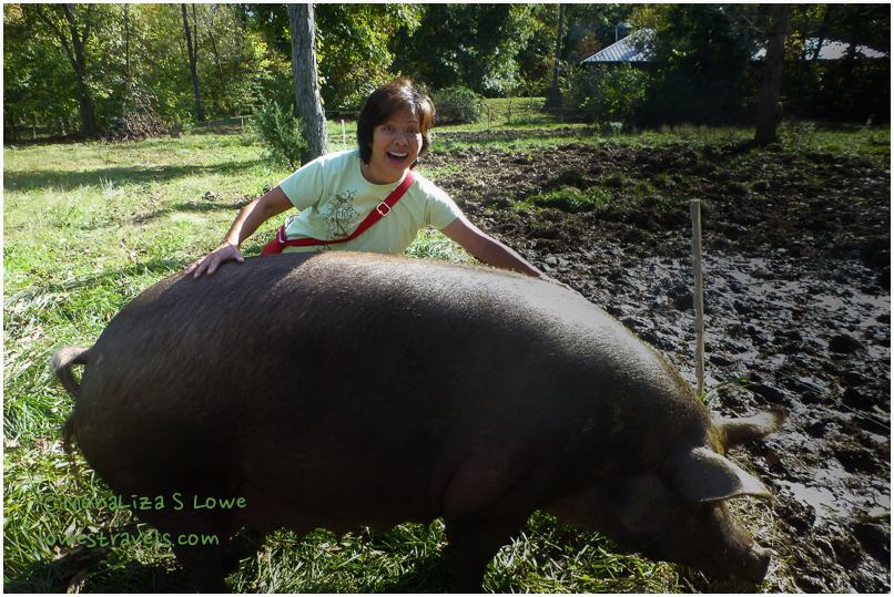 Pastured Pig at Mason Creek Farm