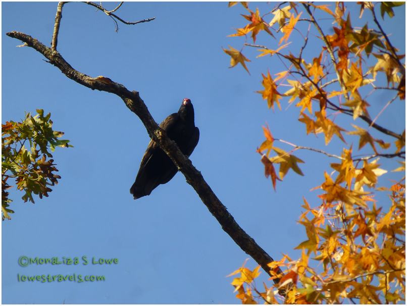 Turkey Vulture