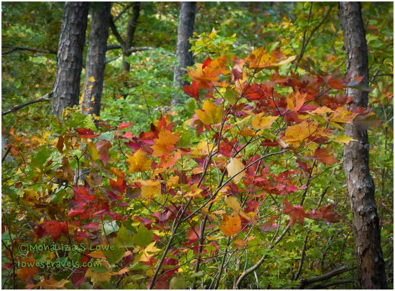 Fall Leaves at Mountain Top Trail