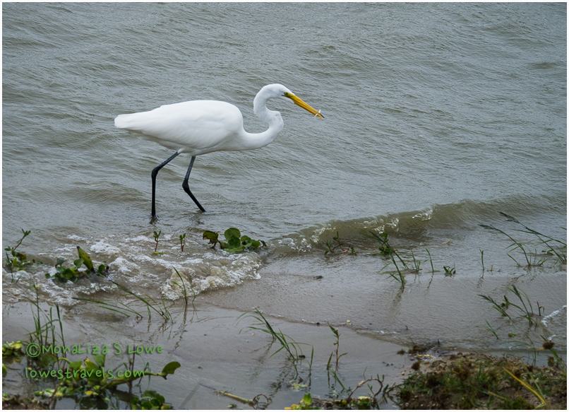 Great Egret