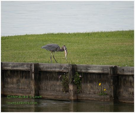 Great Blue Heron