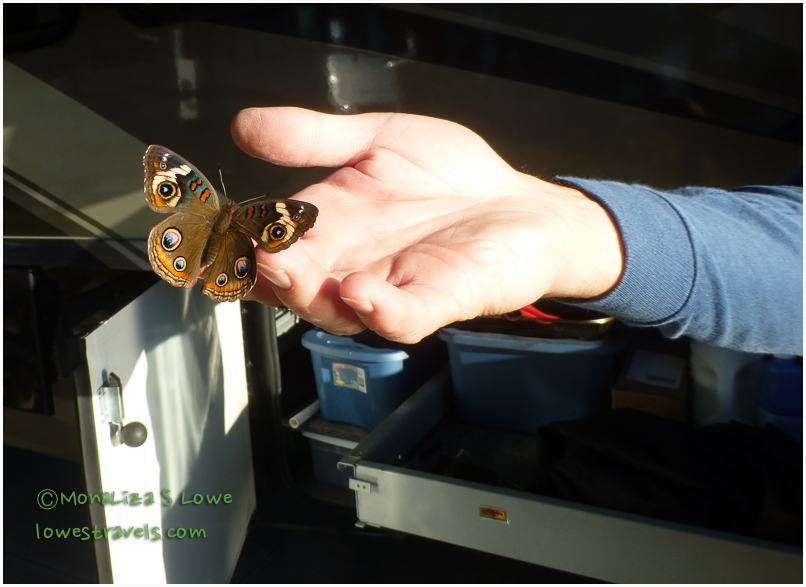 Butterfly