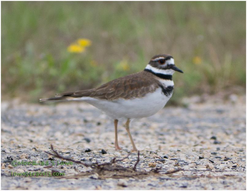 Killdeer