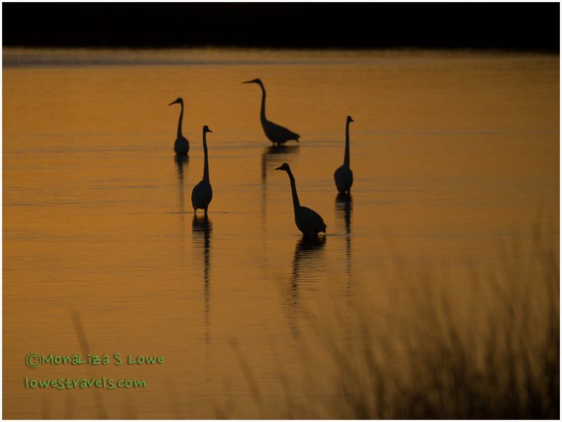 Great Egret