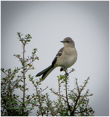 Northern Mockingbird
