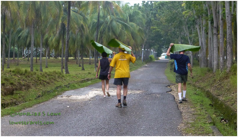Banana leaves