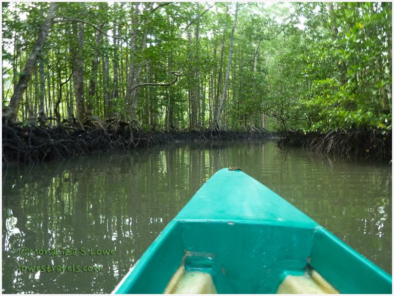 Mangrove Paddle Tour, Sabang Palawan