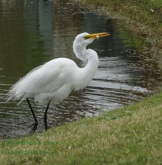 Great Egret